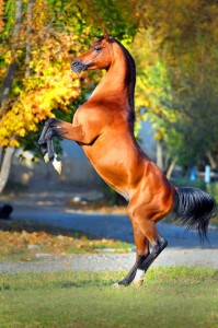 Happy Horse Feet happy horse